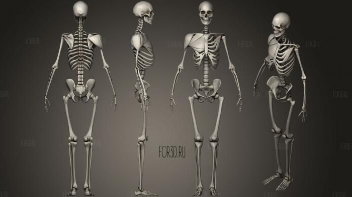 human Skeleton 3d stl модель для ЧПУ